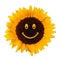 Smiling sunflower