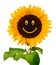 Smiling sunflower