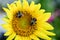 Smiling sunflower face with bumble bees as eyes