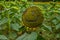 Smiling sunflower plant in a field