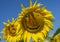 Smiling sunflowers, sunflower flowers depict a smile close-up