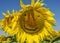 Smiling sunflowers, sunflower flowers depict a smile close-up