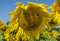 Smiling sunflowers, sunflower flowers depict a smile close-up