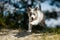 A smiling sweet little gray and white border collie pup is making a jump while running happily trough nature.