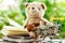 Smiling teddy bear doll sitting on stack of opened book with full of money coin in mini shopping cart or trolley