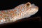 Smiling tokay gecko