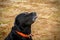 Smiling with tongue black beautiful labrador with red collar in the garden