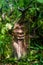 Smiling tree in Amazon Manatee Rescue Center near Iquitos, Pe