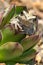 smiling tree frog in a succulent plant.