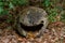 Smiling tree stump with fungi