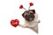 Smiling Valentine`s day pug dog holding up red heart with text love