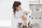 Smiling veterinarian examining a cute dog