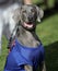 Smiling Weimaraner wearing a shirt