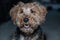 Smiling Welsh Terrier head close up shot indoors