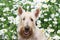 Smiling Wheaten Scottish Terrier portrait in chamomile flowers