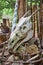 Smiling white dragon skull resting on wood logs with white unicorn horn leaning on tree behind it