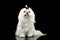 Smiling White Maltese Dog Sitting, Looking in Camera Black isolated
