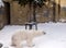 Smiling white polar bear standing in winter snow habitat