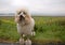 Smiling White Standard Poodle