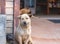 Smiling white stray homeless dog