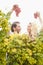 Smiling winegrowers couple holding red grapes