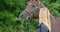 Smiling woman caressing and feeding her arabian horse in the field