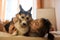 Smiling woman with dog in bed at home, hugging funny yawning dog Welsh Corgi