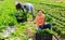 Smiling woman horticulturist showing harvested green chard on field