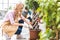 Smiling woman with shovel planting ficus by male gardener