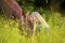 Smiling woman sitting in the meadow with her arabian horse