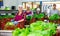 Smiling woman sorting fresh lettuce in vegetable factory