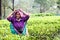 Smiling woman working on Sri Lankan tea plantation