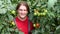 Smiling Worker Picking Tomatos