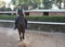 Smiling young girl trains horseback riding