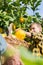 Smiling young man farmer with son harvesting, picking lemons