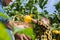 Smiling young man farmer with son harvesting, picking lemons