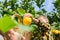 Smiling young man farmer with son harvesting, picking lemons