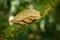 Smilisca baudinii, Mexican tree frog, in the gren nature. Exotic tropical green frog from Costa Rica, close-up portrait. Wildlife