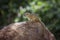 Smith bush squirrel in Kruger National park, South Africa