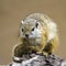 Smith bush squirrel in Kruger National park, South Africa