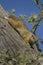 Smith\'s bush squirrel