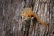 Smith`s bush squirrel, Paraxerus cepapi, cute animal on the tree trunk in the forest, Mana Pools NP in Zimbabwe. Yellow-footed