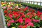 SMITHFIELD, PENNSYLVANIA, UNITED STATES - May 02, 2014: Greenhouse Flowers