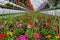 SMITHFIELD, PENNSYLVANIA, UNITED STATES - May 02, 2014: Greenhouse Flowers