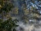 Smoke from burn pile rising through forest of trees