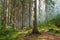 Smoke fog in the morning forest. Giant spruce trees trunks. Tranquil mysterious forest landscape