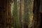 Smoke Hangs In The Air In Giant Sequoia Grove