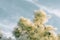 Smoke tree - Continus coggygria - against blue sky