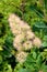 Smoke tree or Cotinus coggygria multiple branching shrub flowering plant with pinkish purple feathery plumes growing from single