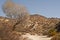 Smoke Tree in a Desert Wash